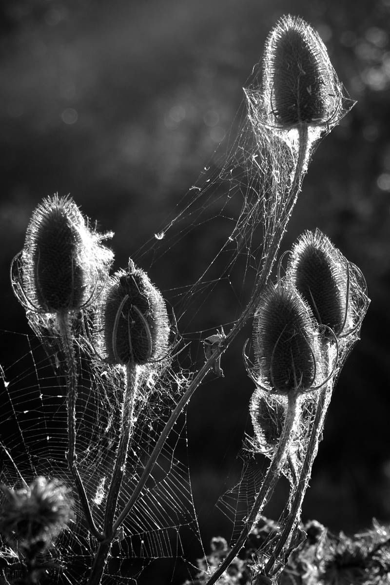 Backlighting and spider's web