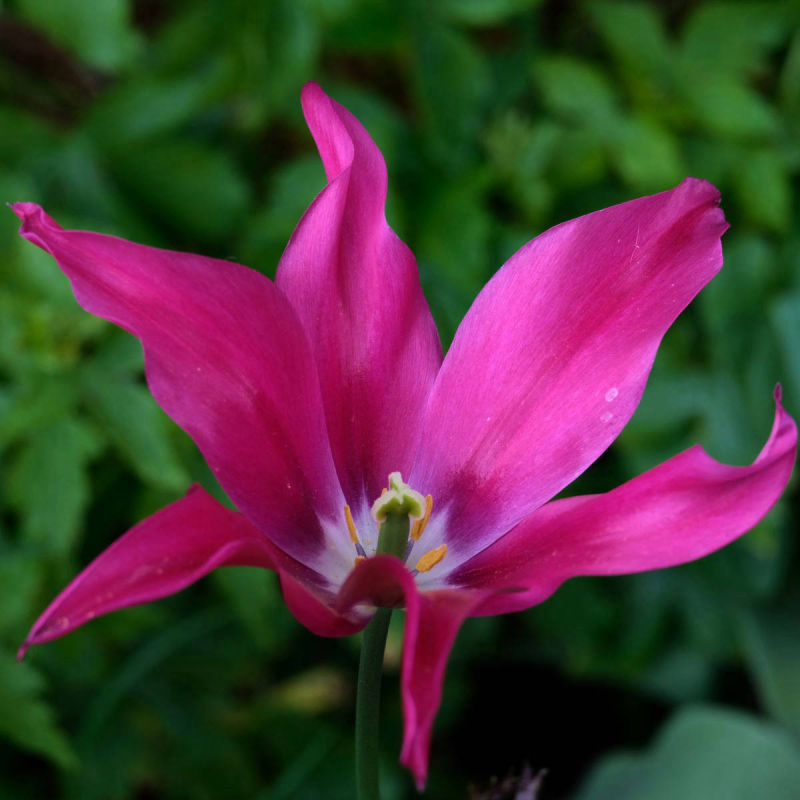 Crimson brilliance