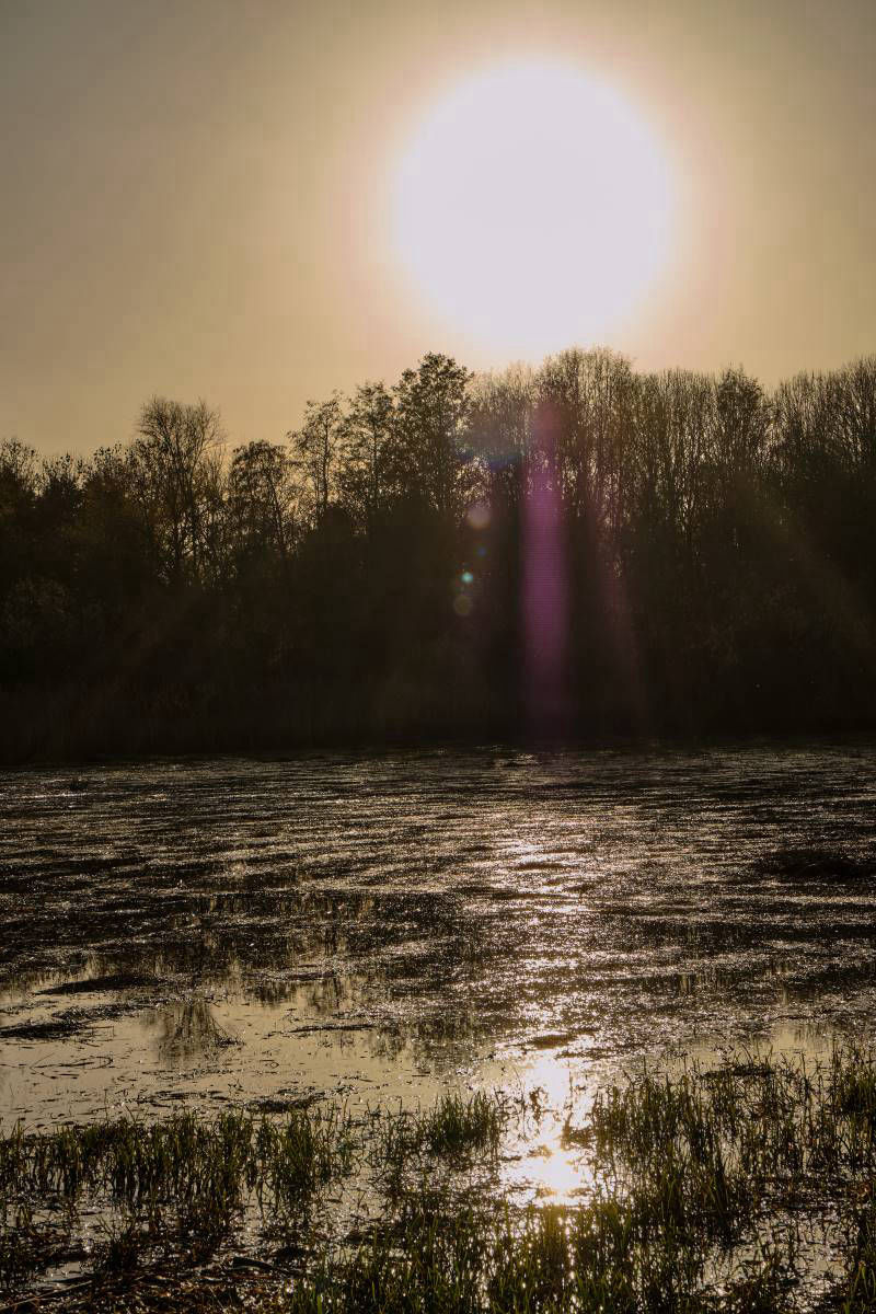Sepia sunlight