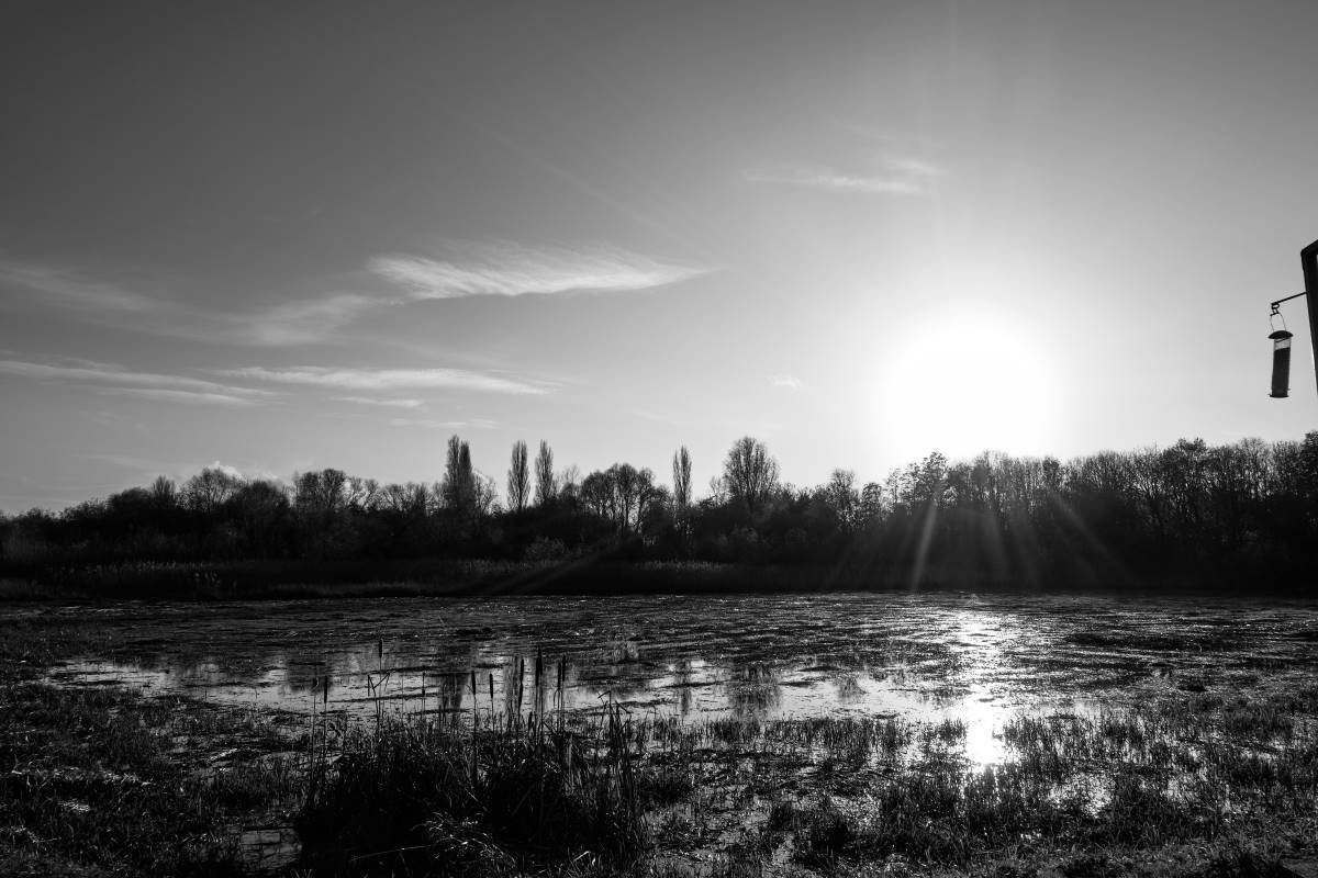 Sun over the trees