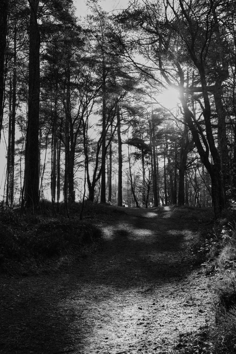 Sun through the trees